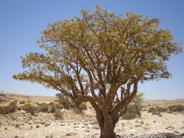 Weihrauch als traditionelles Naturheilmittel