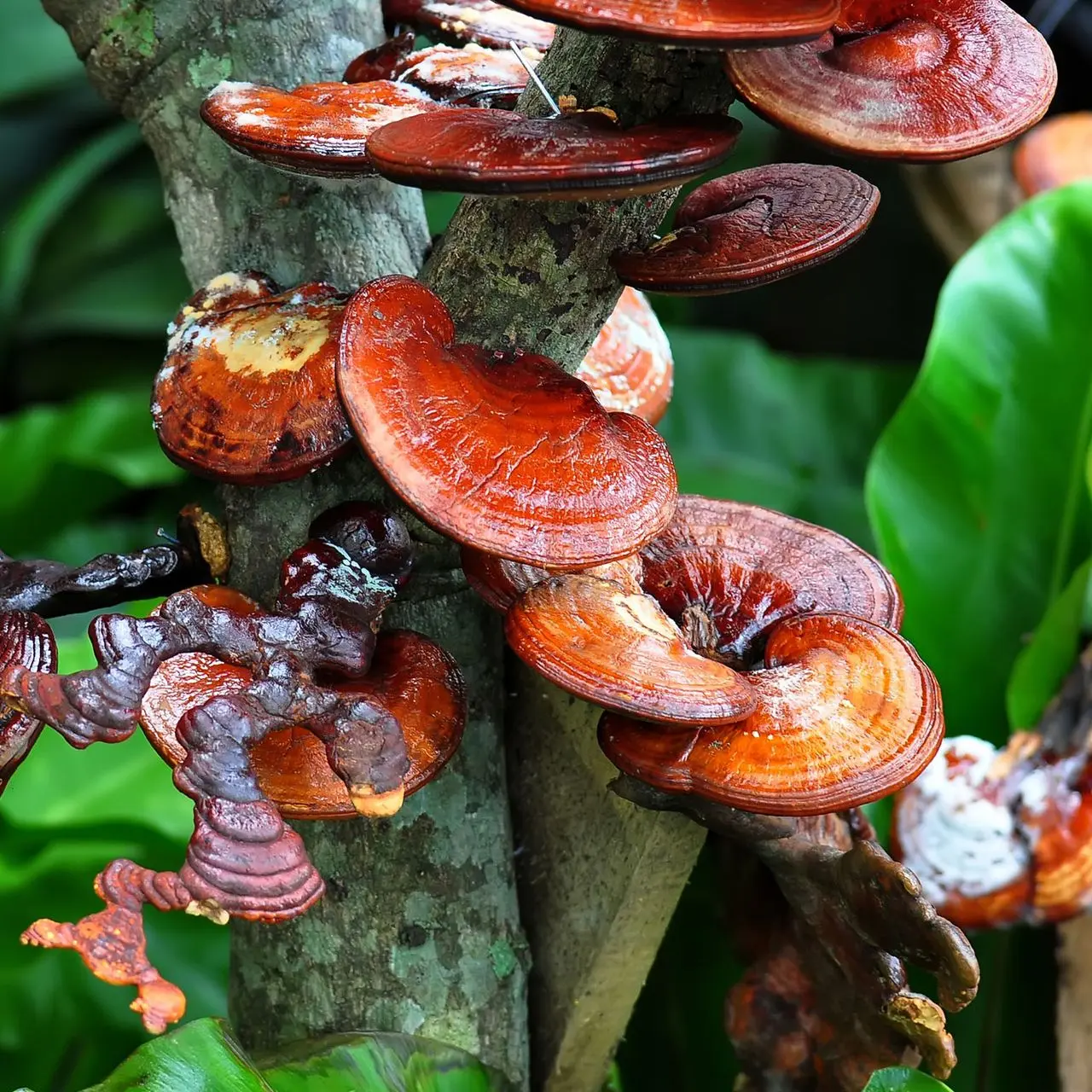 Reishi Pilz